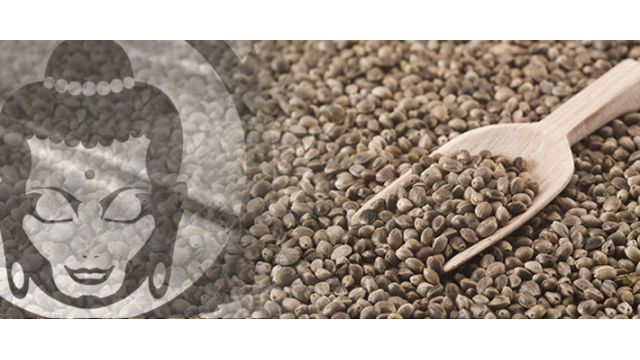 Las mejores variedades de Buddha Seeds